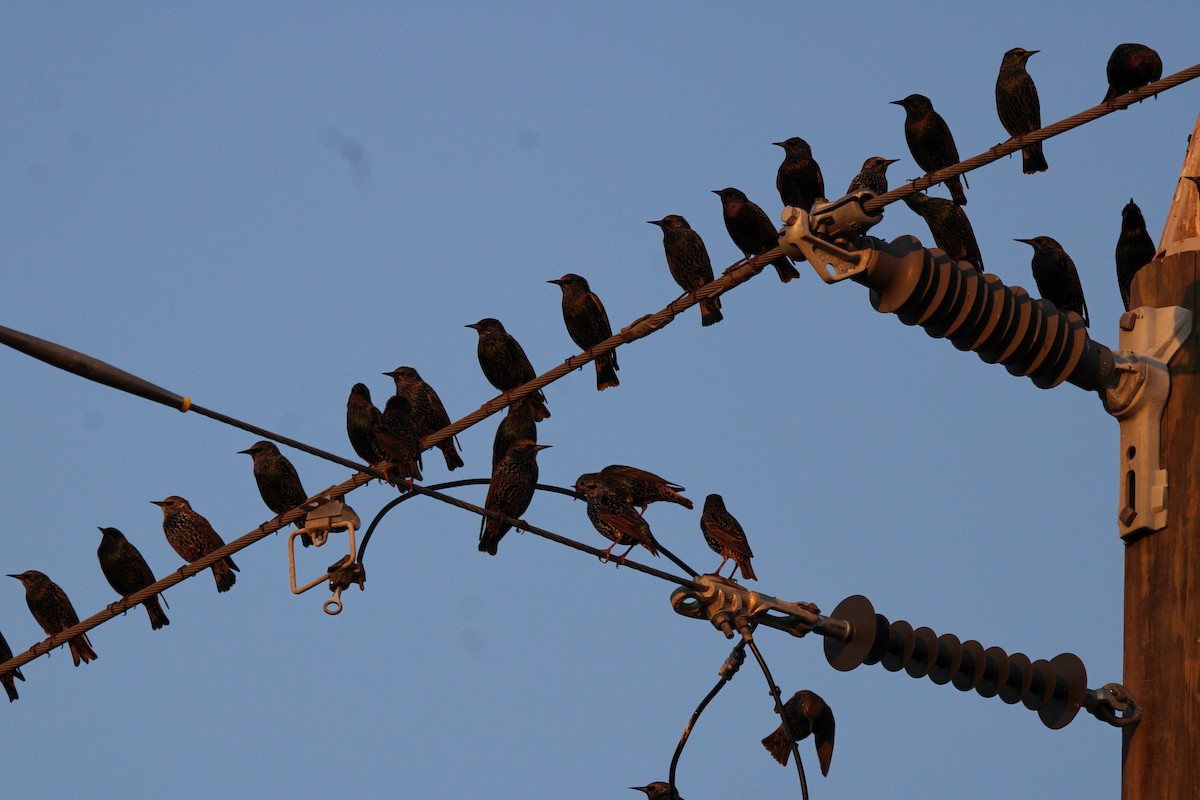 Estornino Pinto - ML645477735