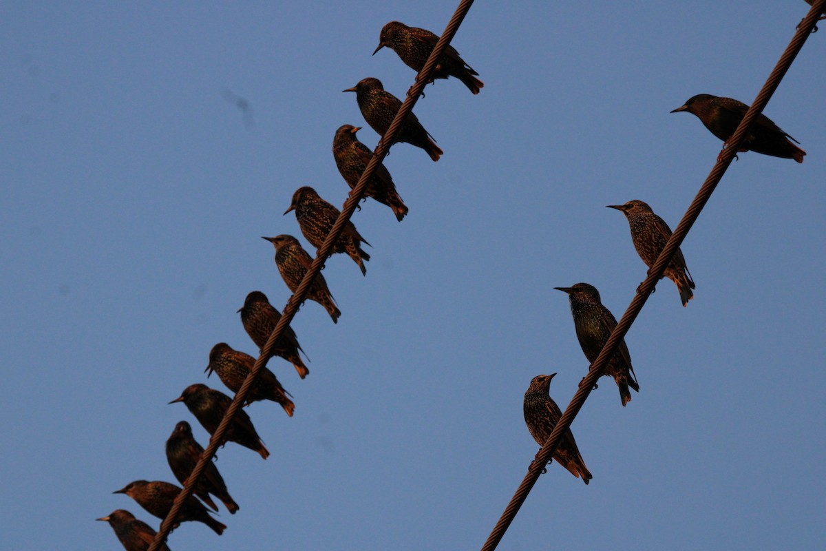 Estornino Pinto - ML645477736