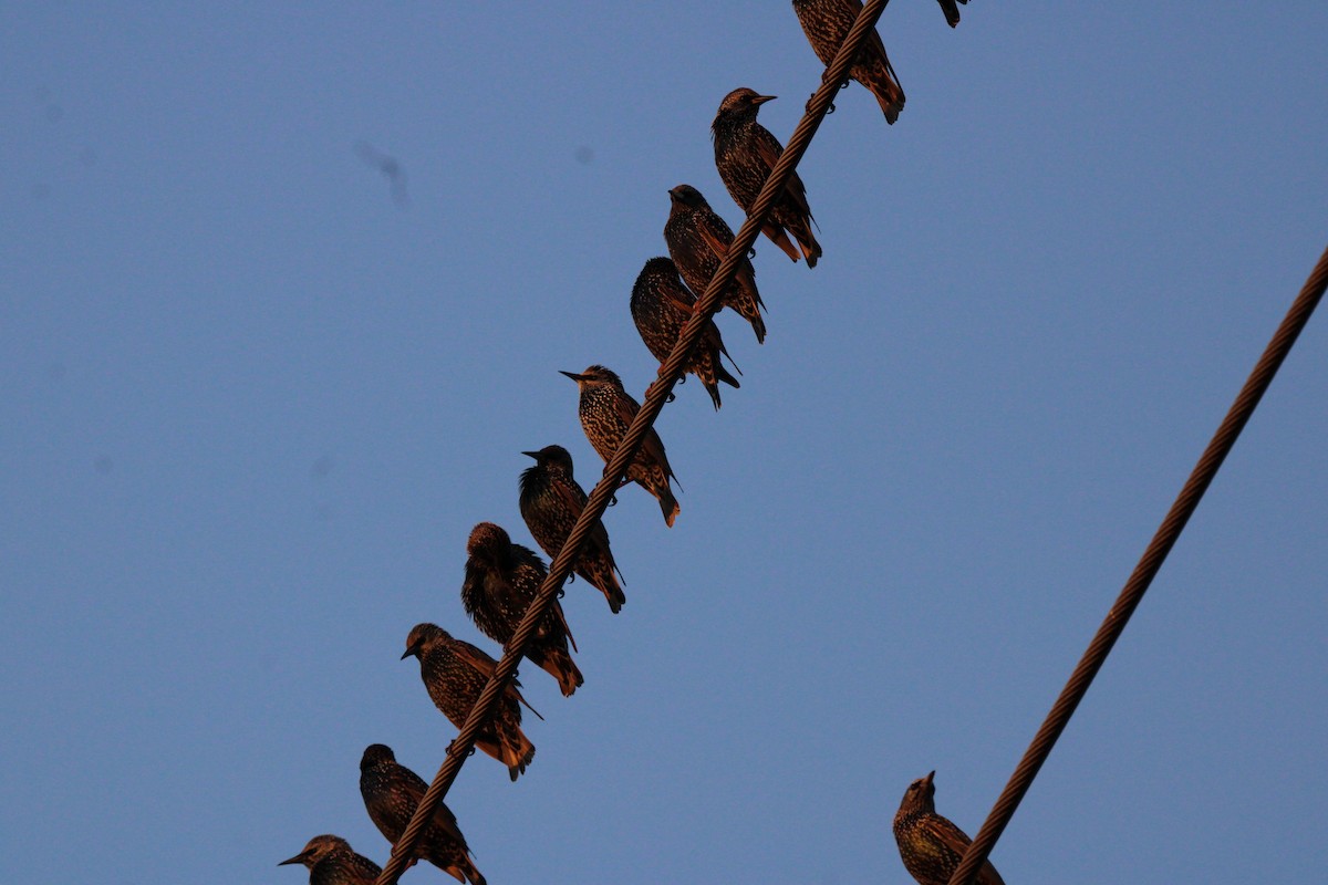 Estornino Pinto - ML645477737