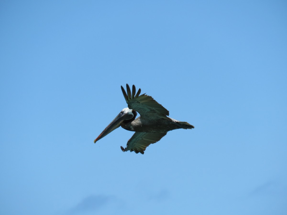 Brown Pelican (Galapagos) - ML645477756