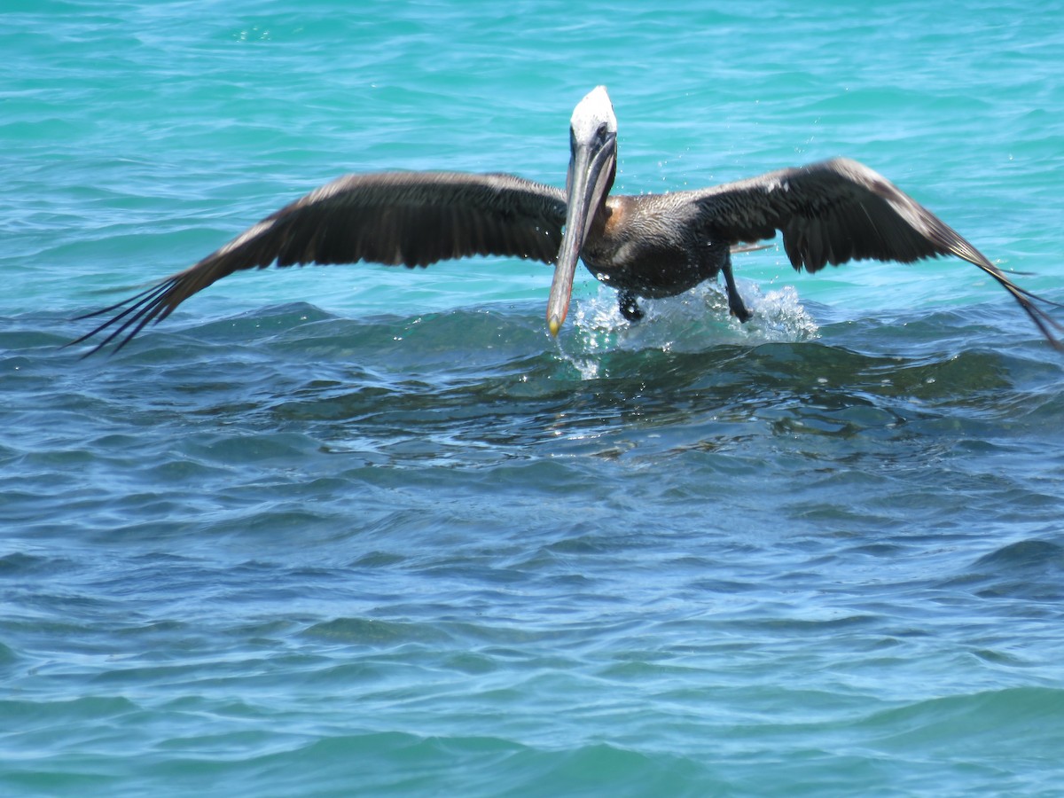Brown Pelican (Galapagos) - ML645477757
