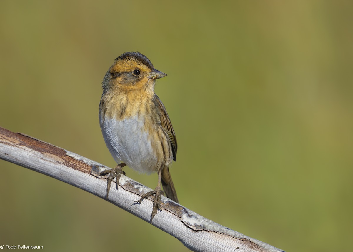 nålstjertspurv (nelsoni/altera) - ML645477765