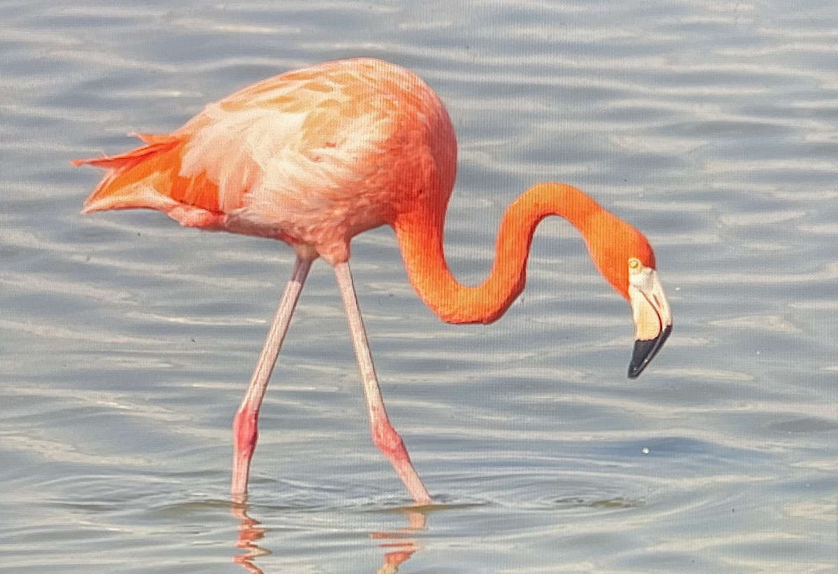 American Flamingo - ML645477769