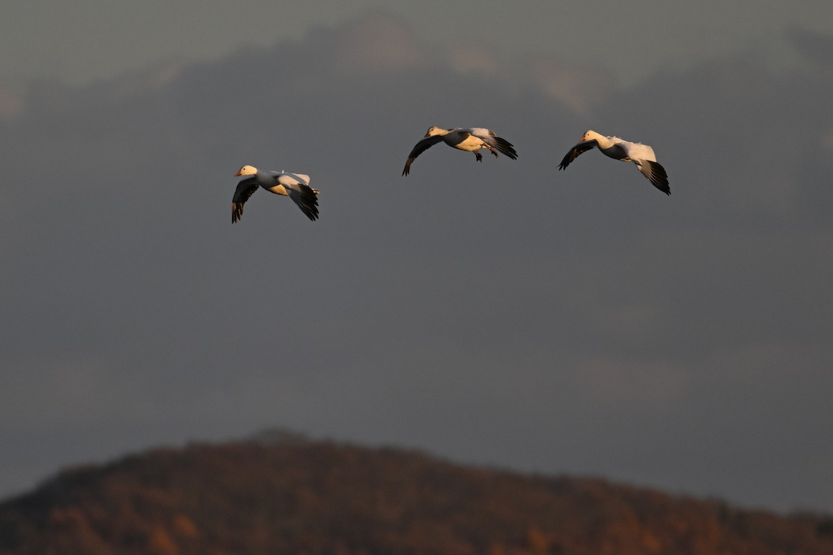 Snow Goose - ML645477773