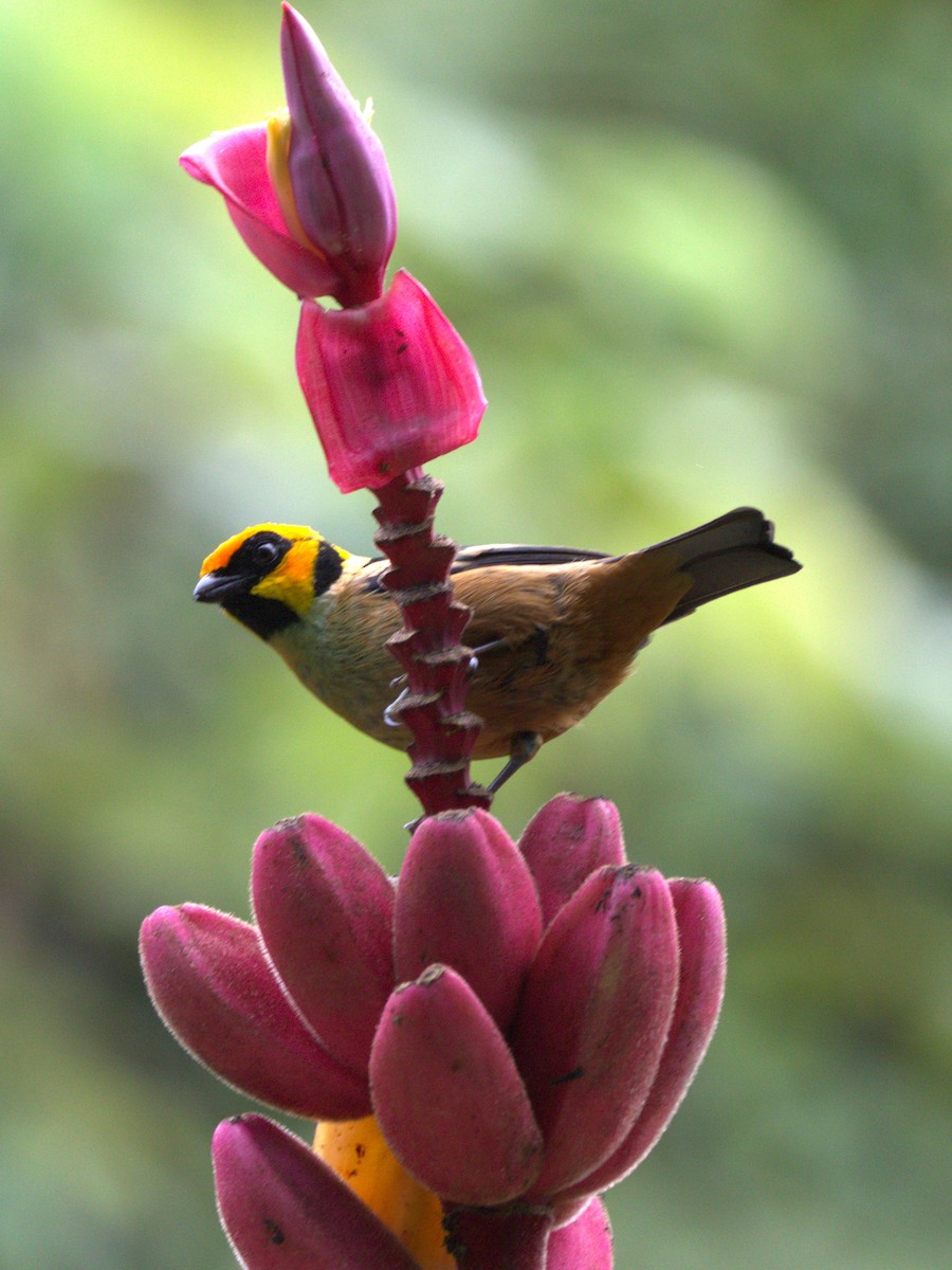 Flame-faced Tanager - ML645477777
