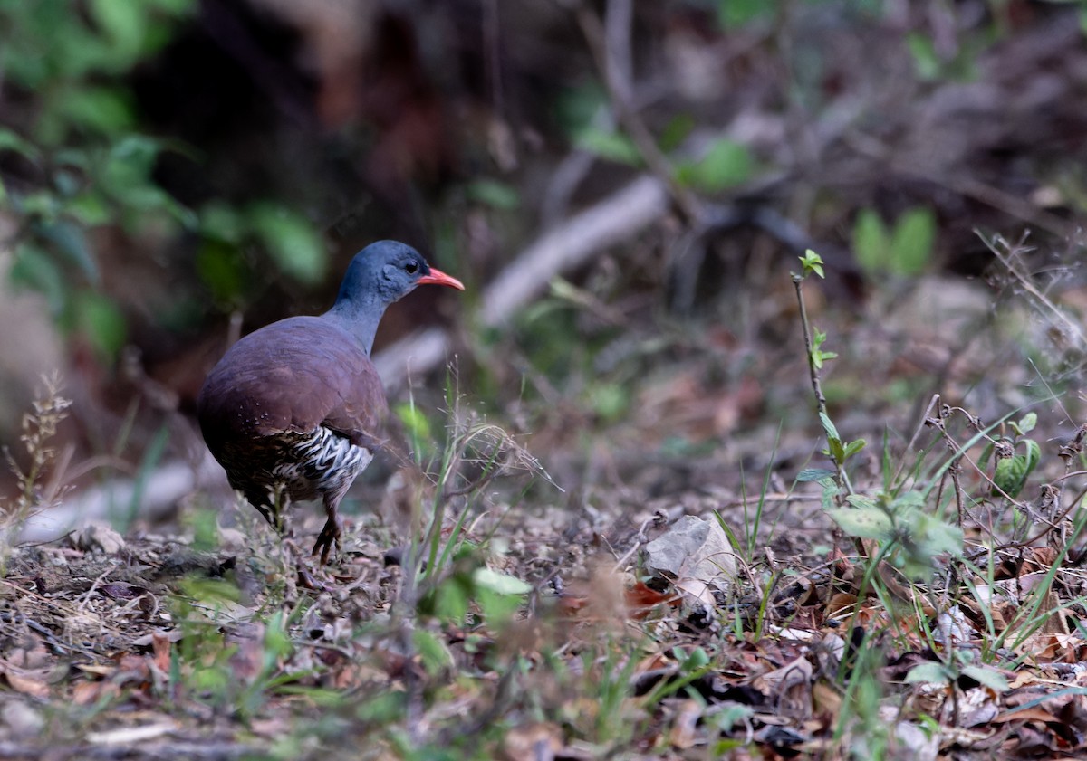 Tataupa Tinamou - ML645477781