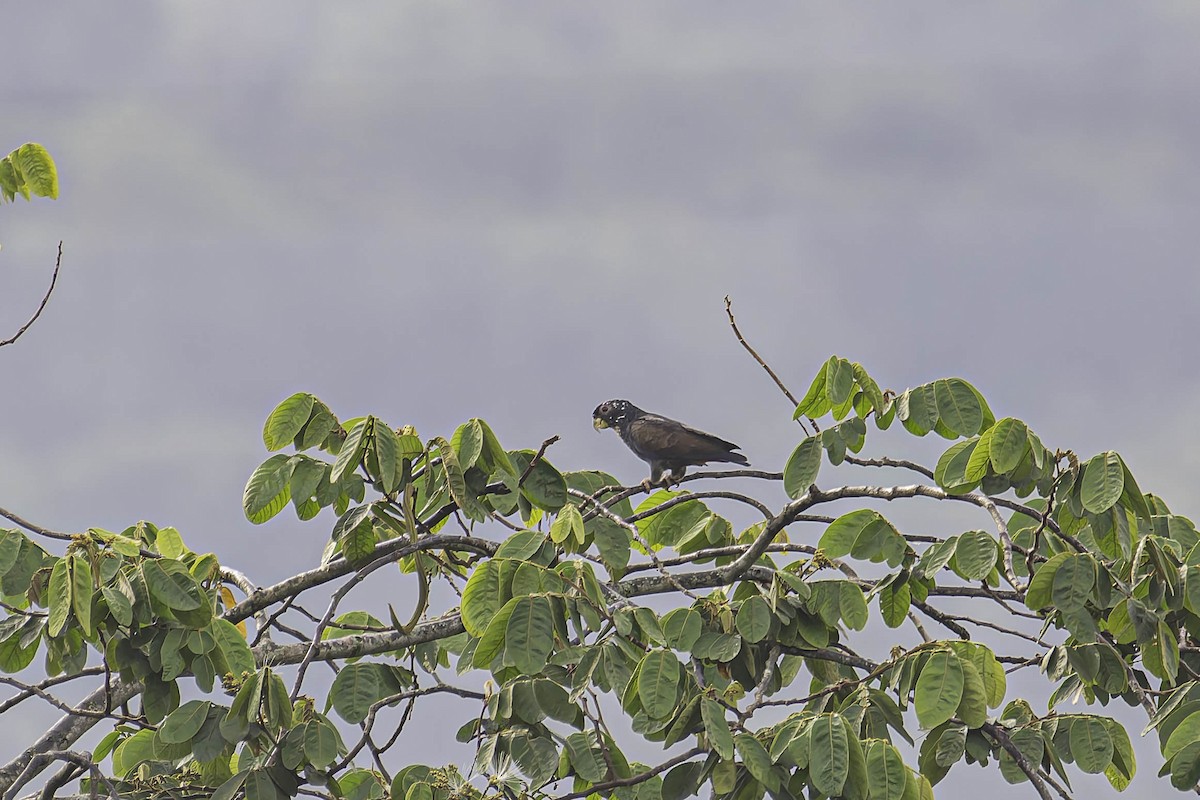 Bronze-winged Parrot - ML645477782