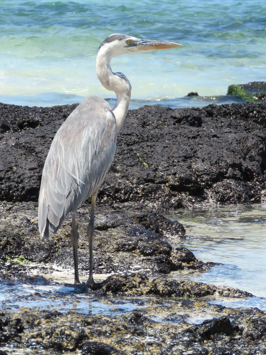 Great Blue Heron - ML645477786