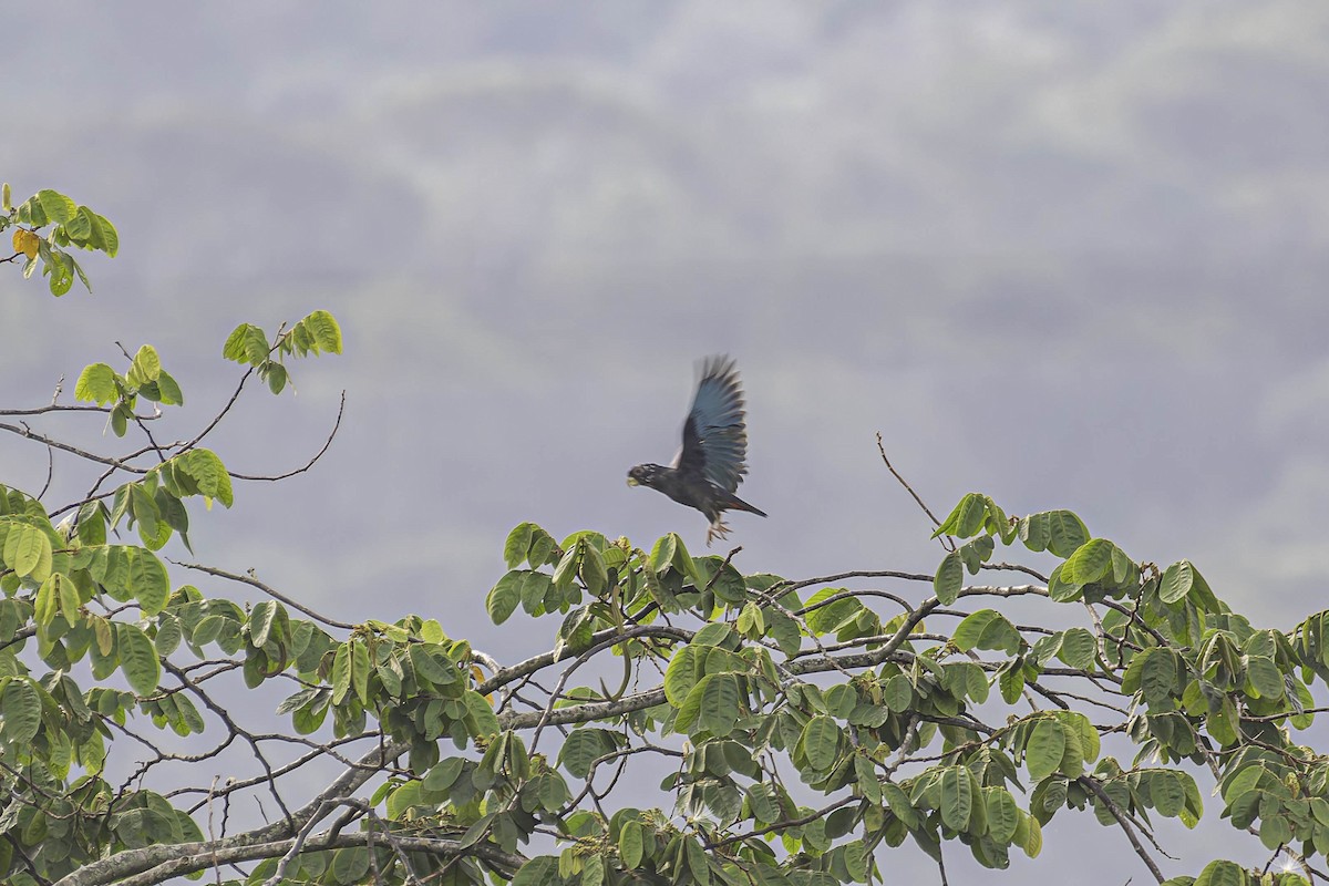 Bronze-winged Parrot - ML645477790