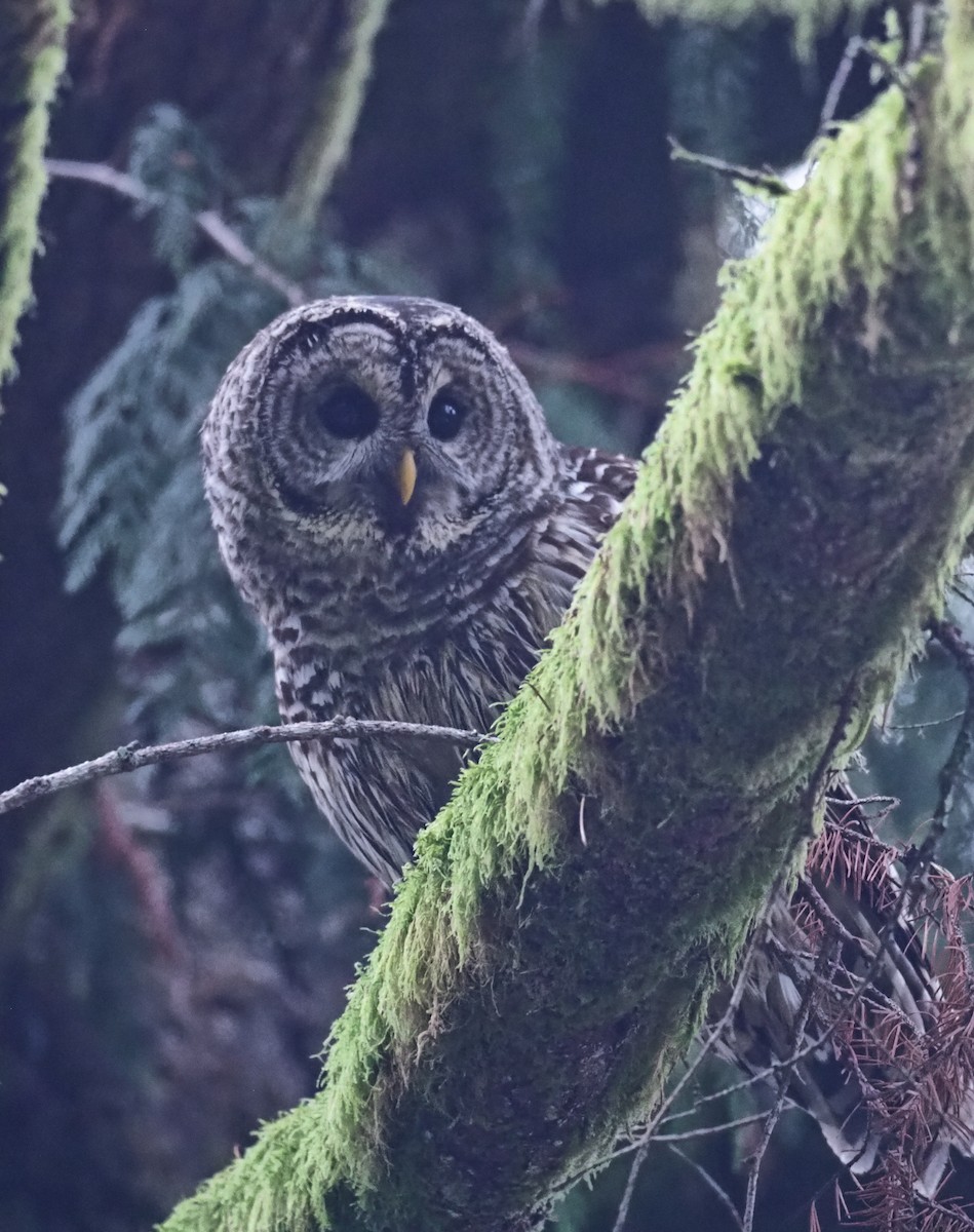 Barred Owl - ML645477795