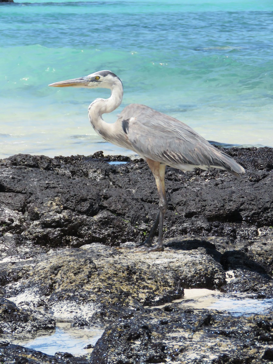 Great Blue Heron - ML645477797
