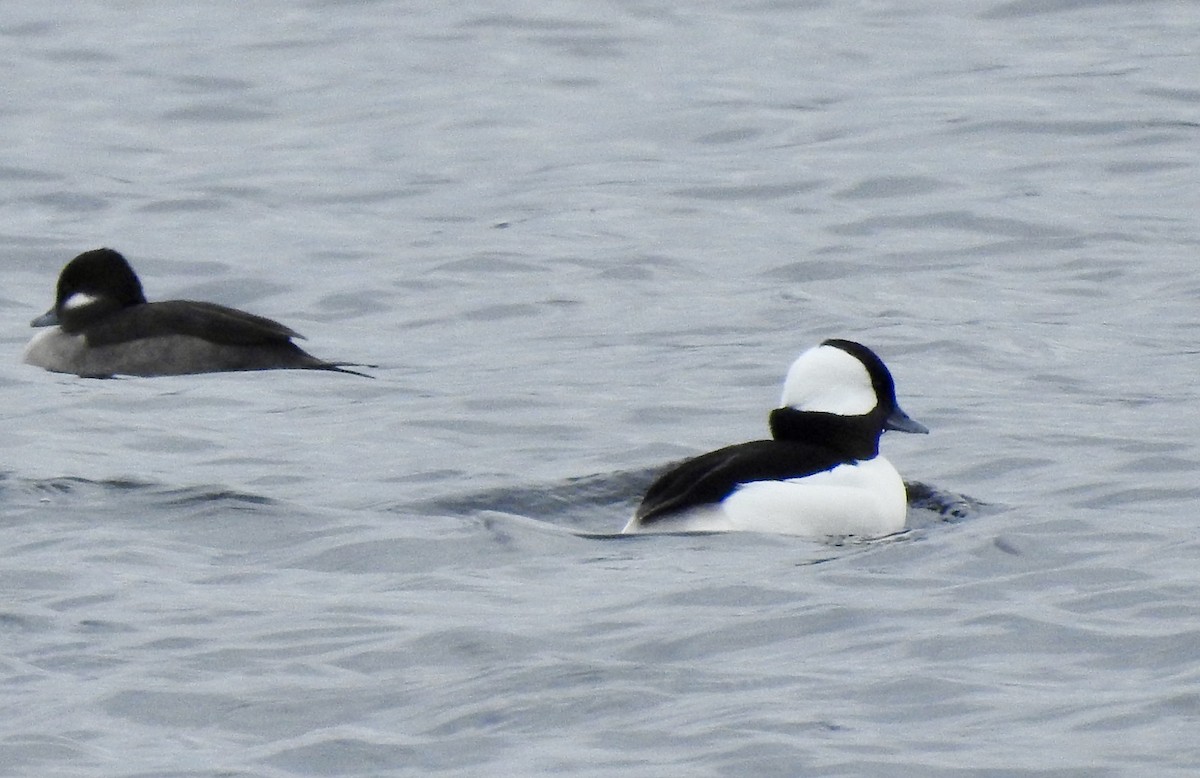 Bufflehead - ML645477801