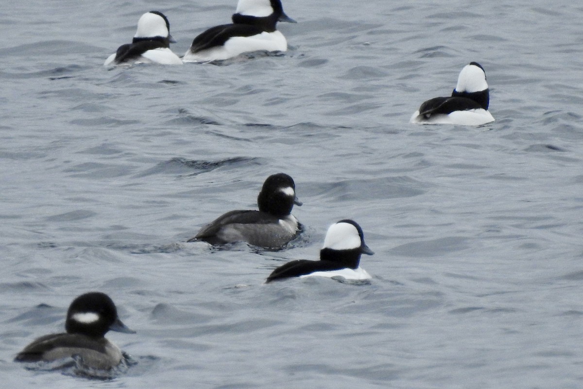 Bufflehead - ML645477802