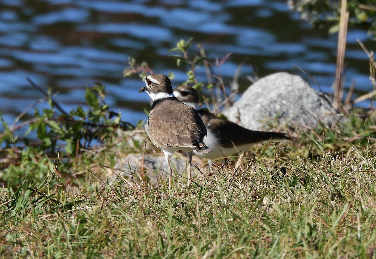 Killdeer - ML645477806