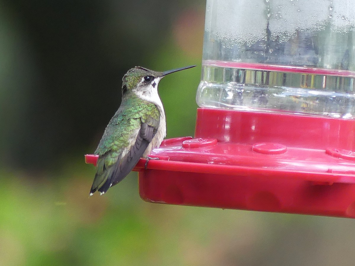 Ruby-throated Hummingbird - ML645477808