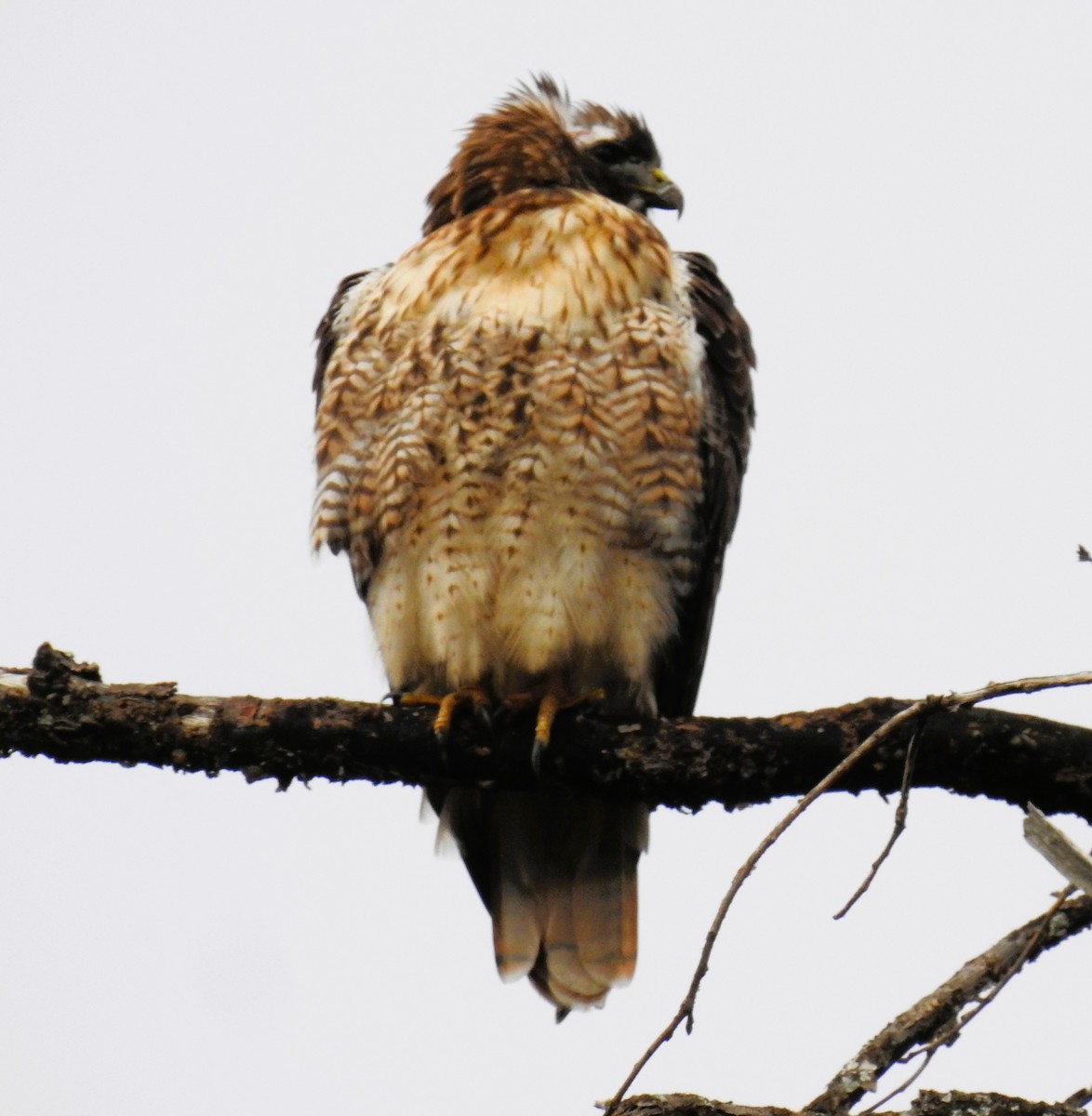 Red-tailed Hawk - ML645477811