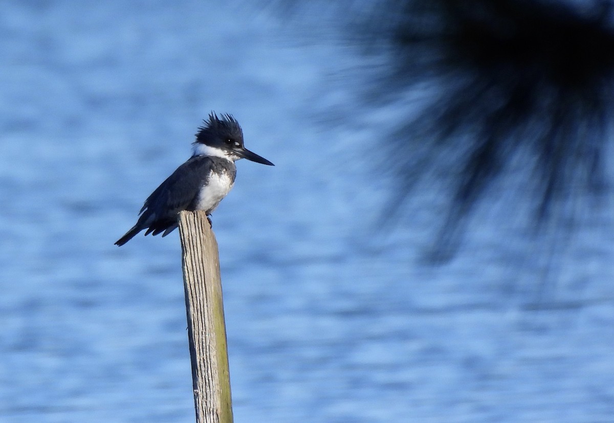 Belted Kingfisher - ML645477816
