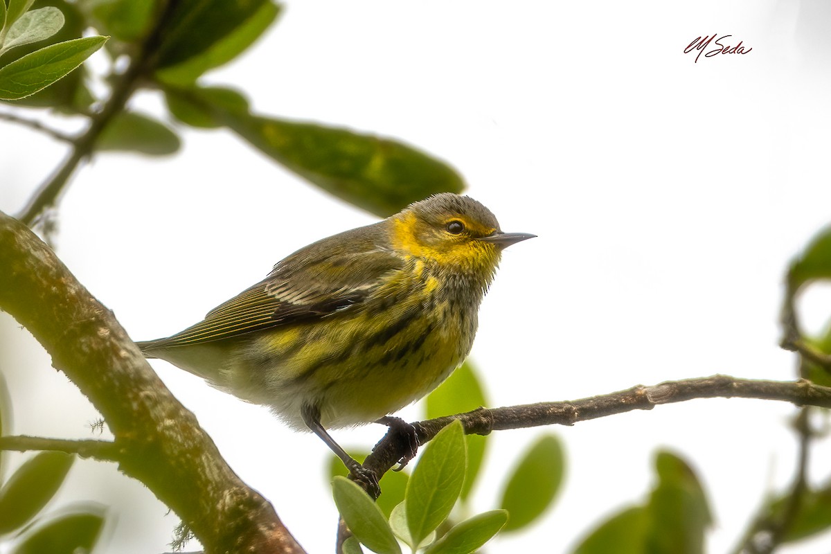 Cape May Warbler - ML645477817