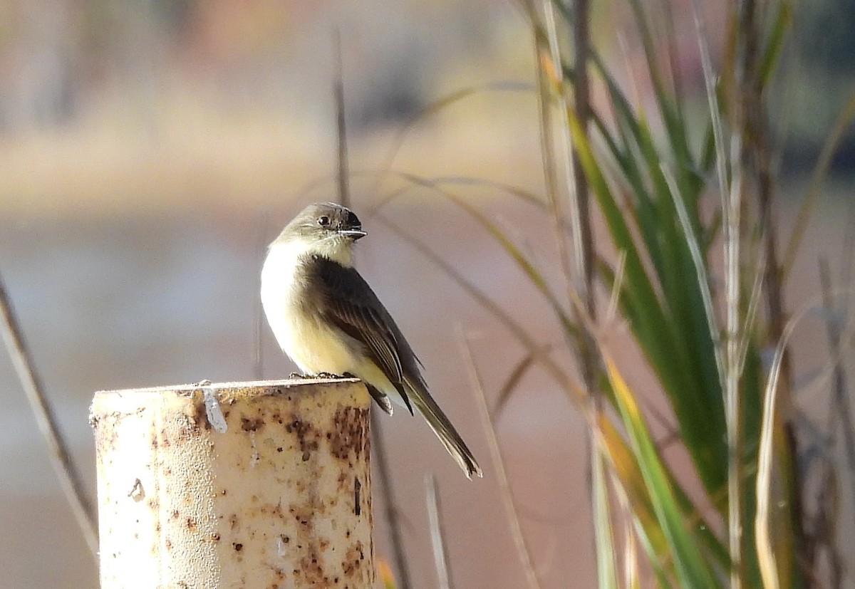 Eastern Phoebe - ML645477825