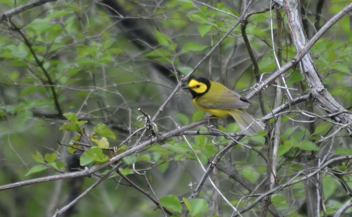 Paruline à capuchon - ML645477827