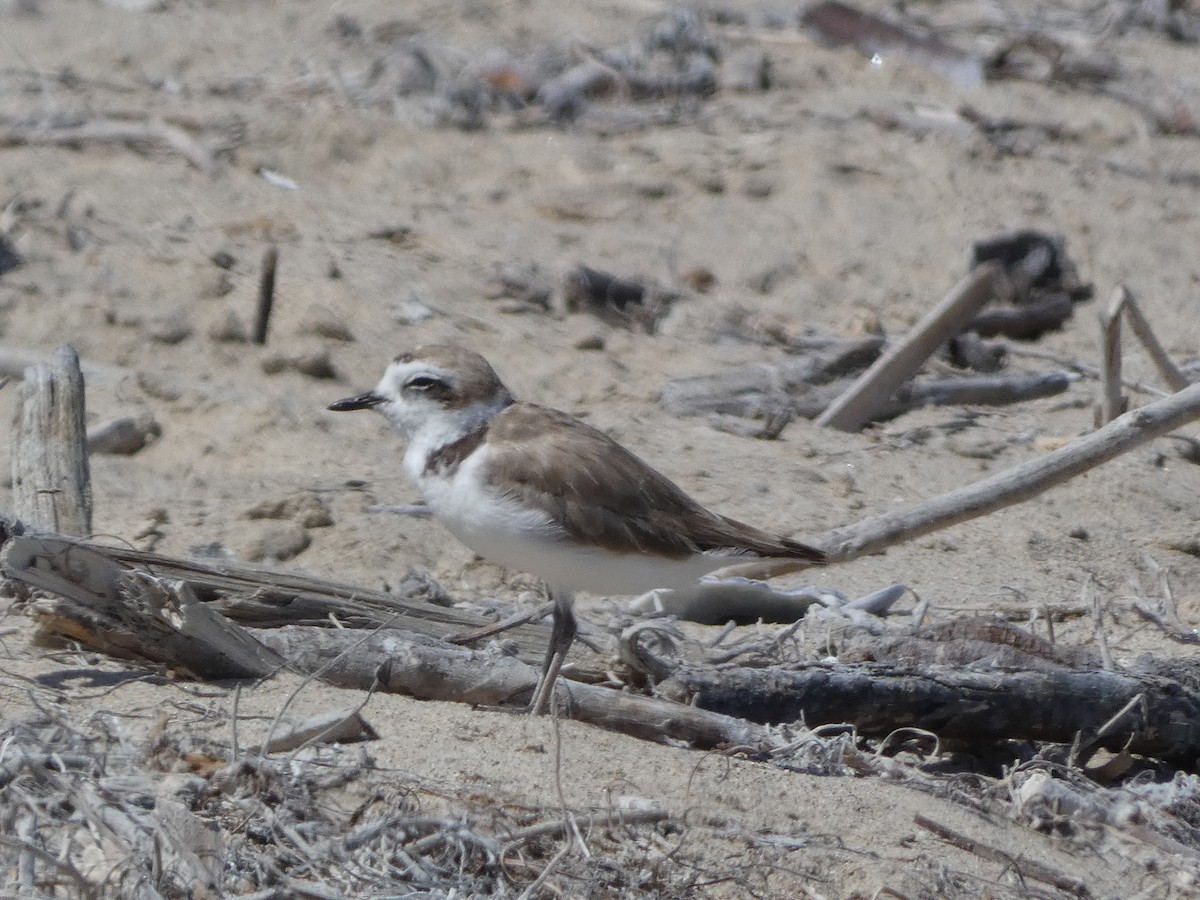 Snowy Plover - ML645477835