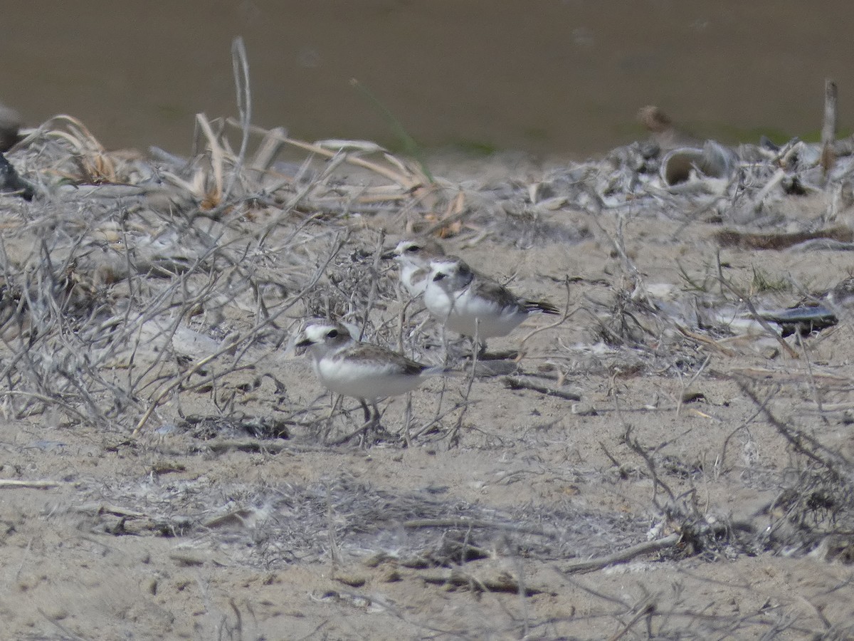 Snowy Plover - ML645477842