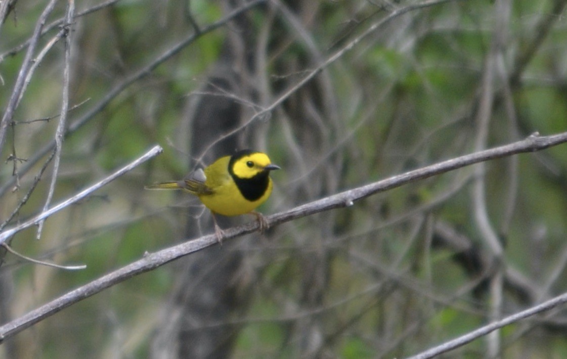 Paruline à capuchon - ML645477843