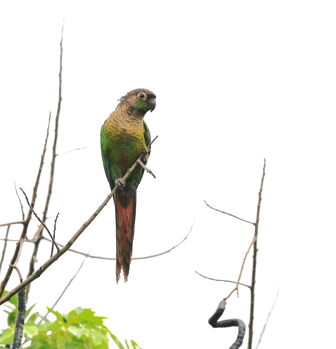 Green-cheeked Parakeet - ML645477844