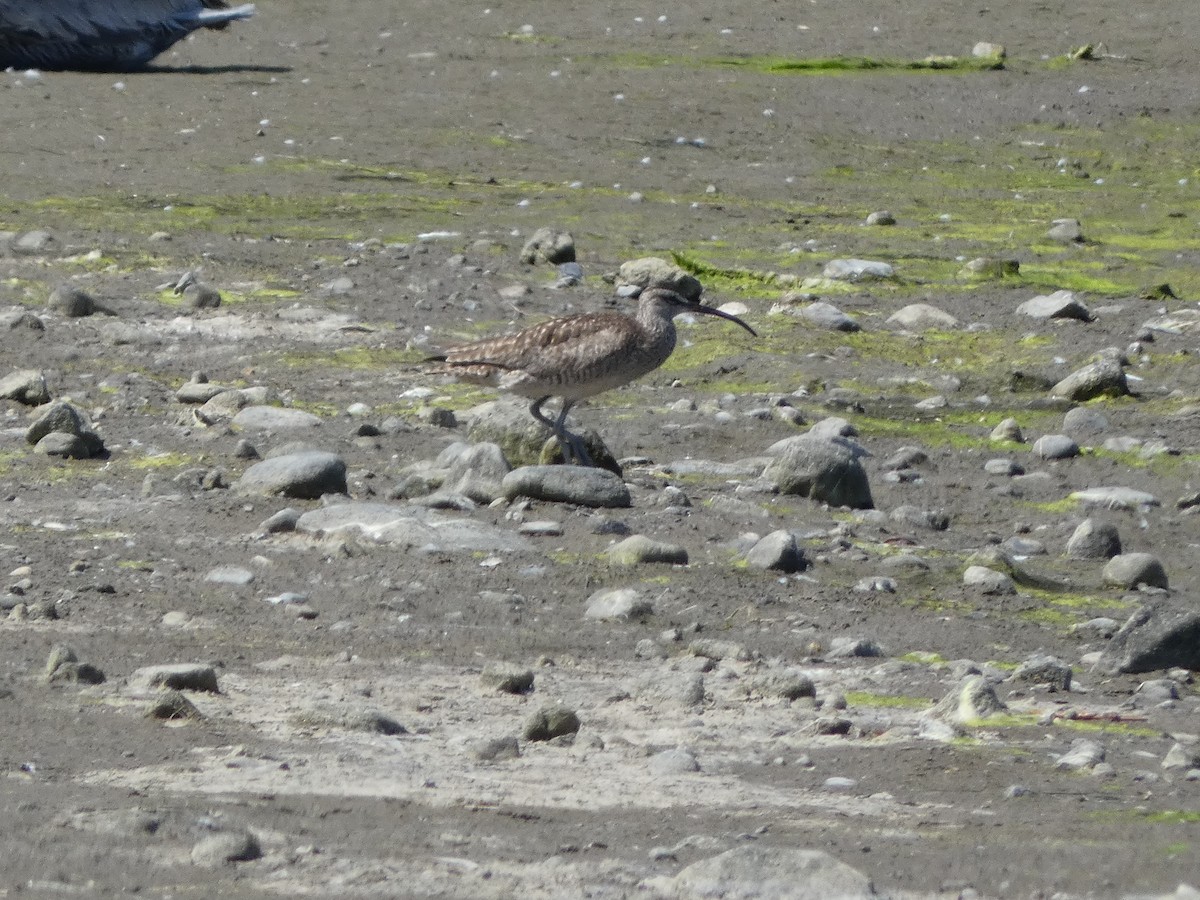 Hudsonian Whimbrel - ML645477850