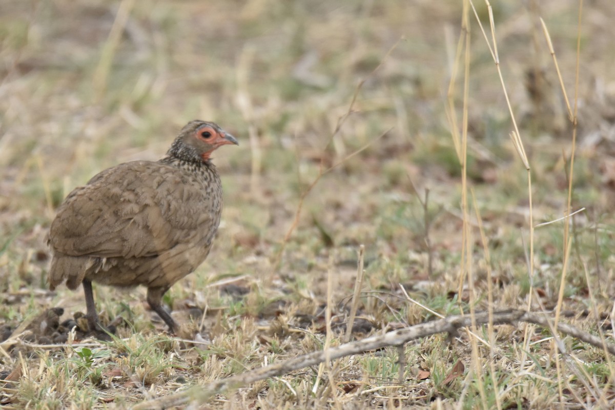 クロアシアカノドシャコ - ML645477851