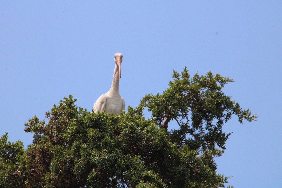 ibis bílý - ML645477856