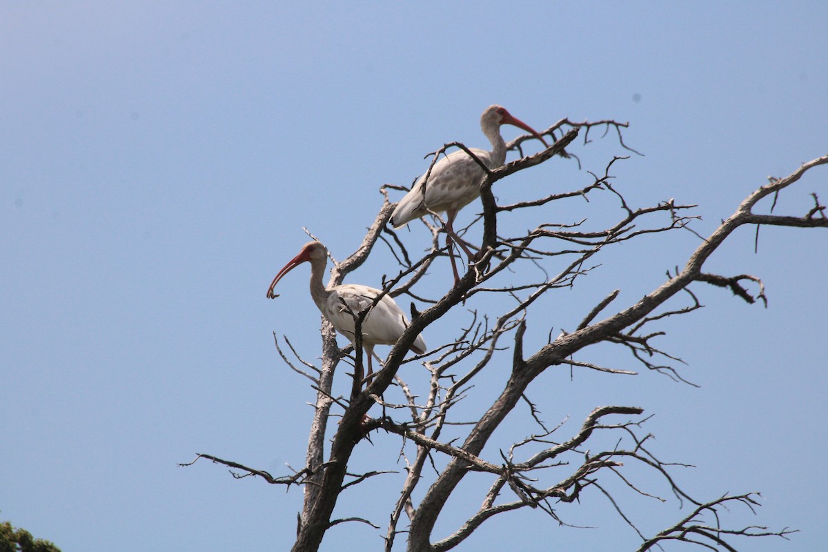 ibis bílý - ML645477857