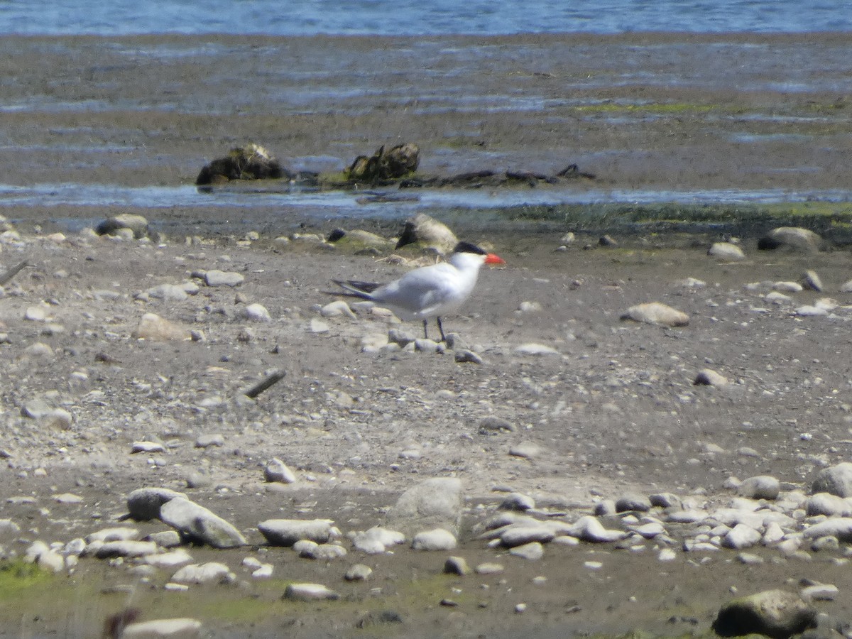 Txenada mokogorria - ML645477864