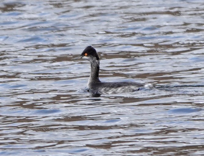 Schwarzhalstaucher - ML645477880