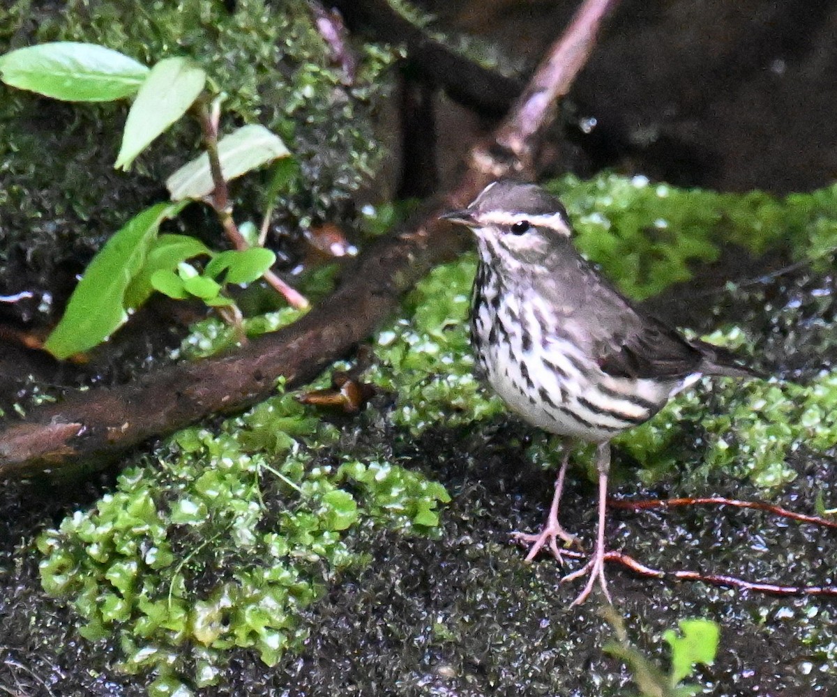 Northern Waterthrush - ML645477881