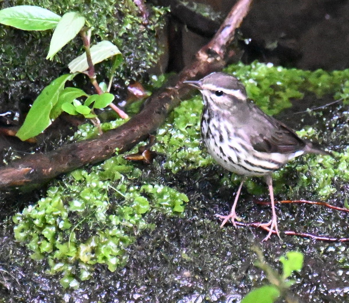 Northern Waterthrush - ML645477882