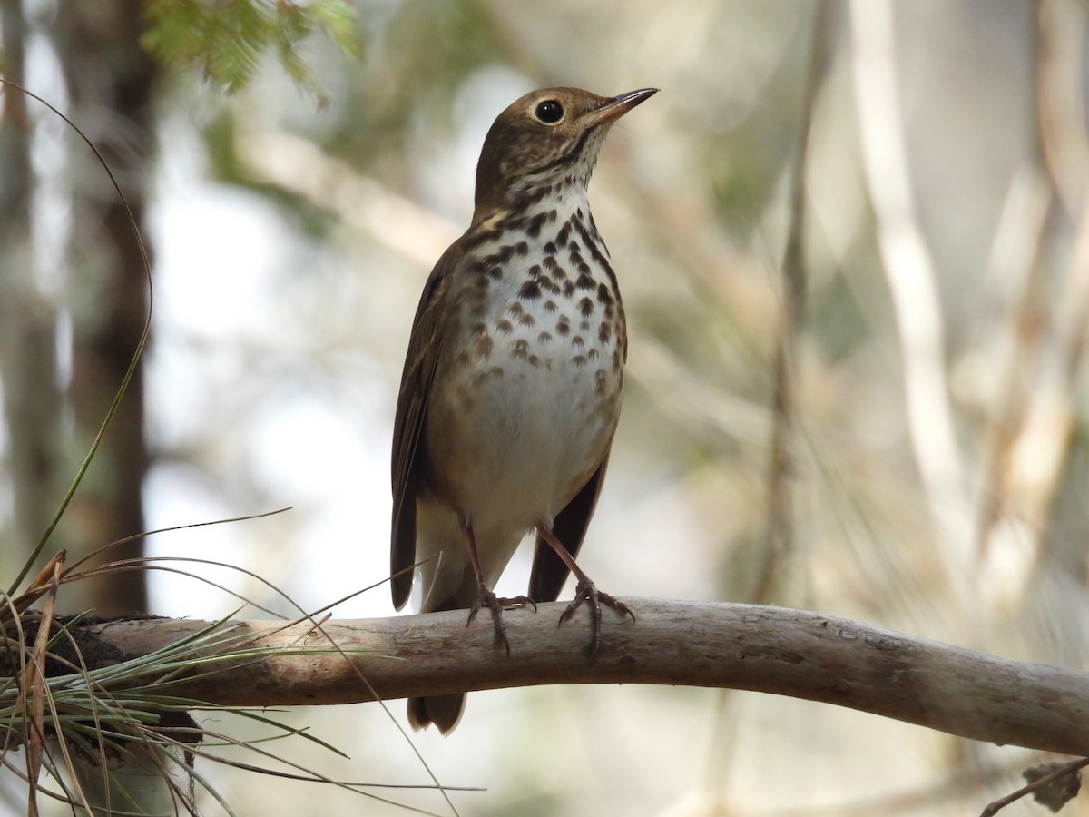 Hermit Thrush - ML645477886