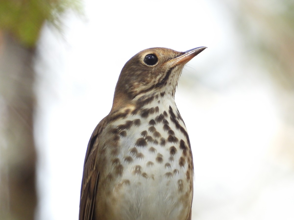 Hermit Thrush - ML645477887