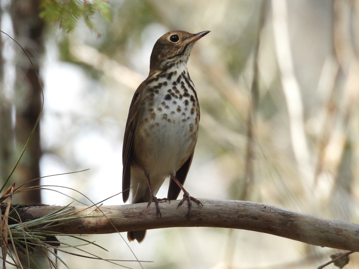 Hermit Thrush - ML645477888