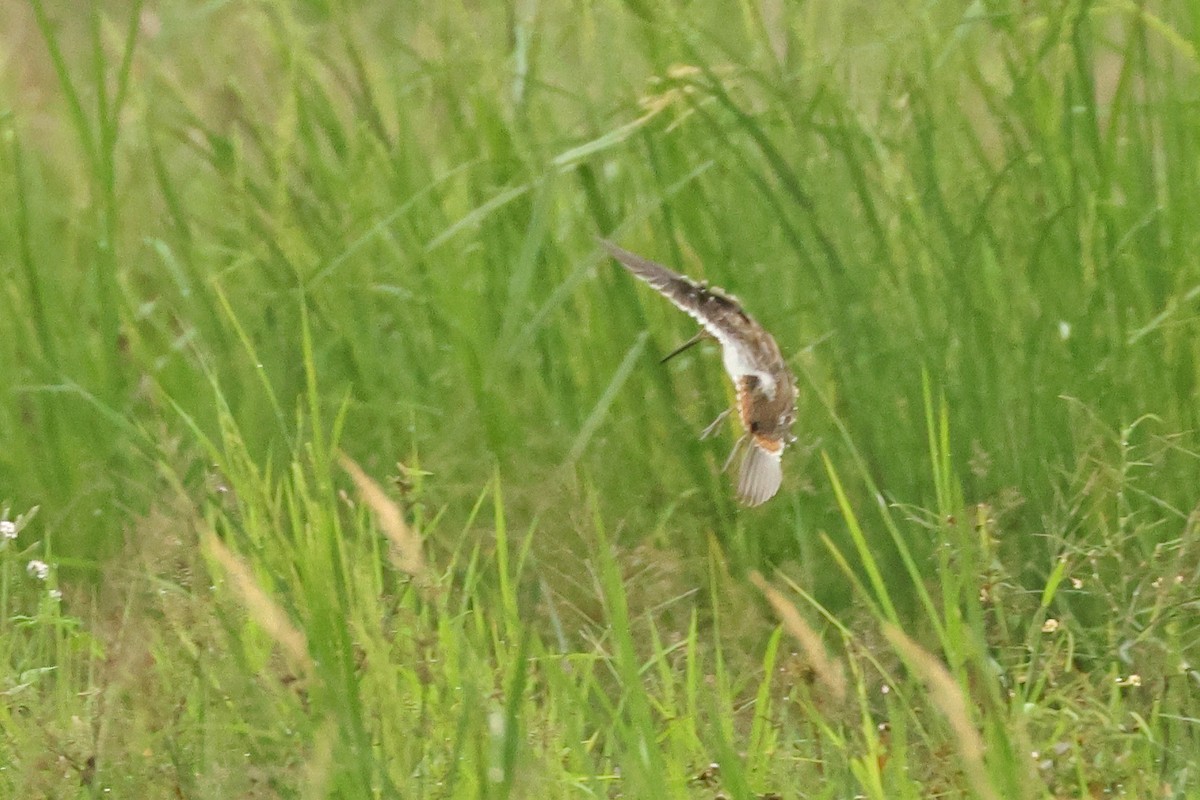 Common Snipe - ML645477889