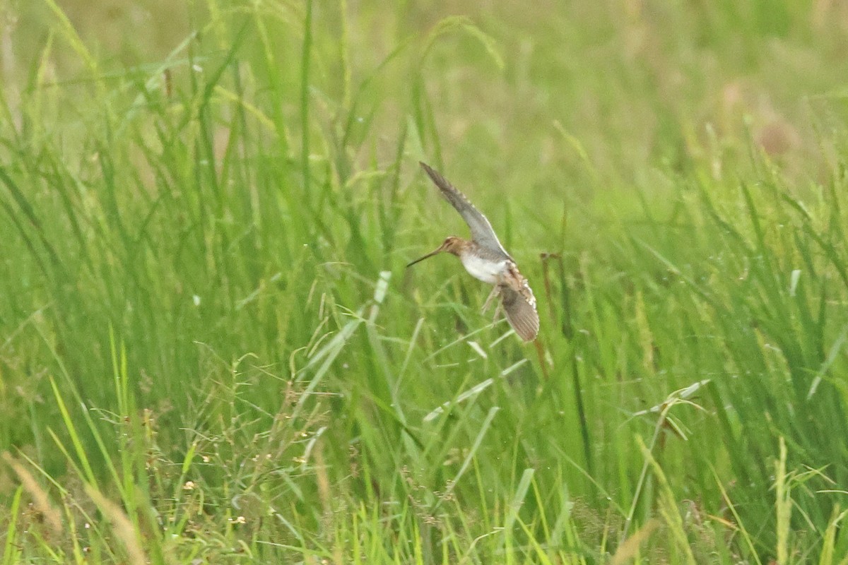 Common Snipe - ML645477890
