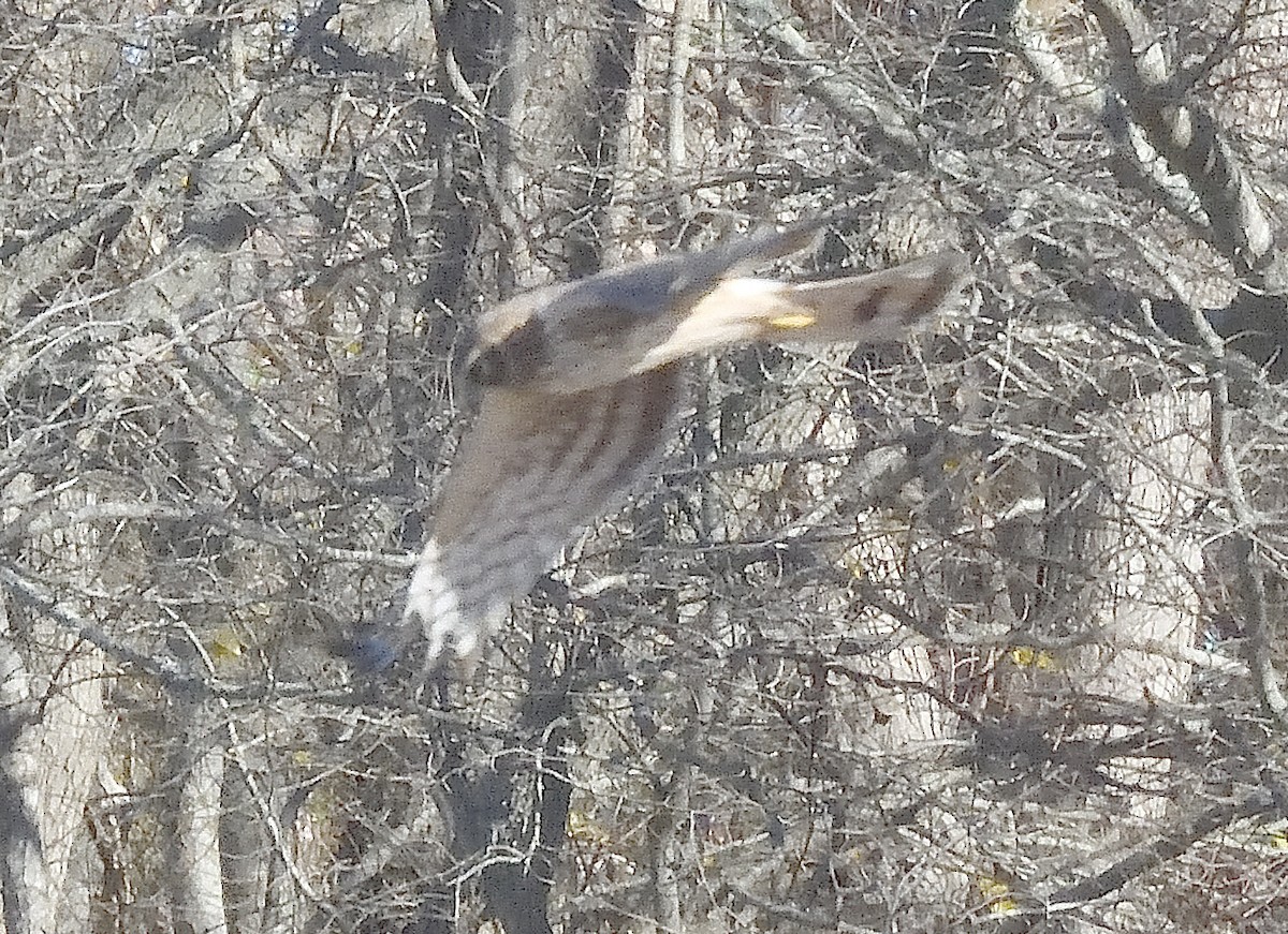 Лунь американський - ML645477892