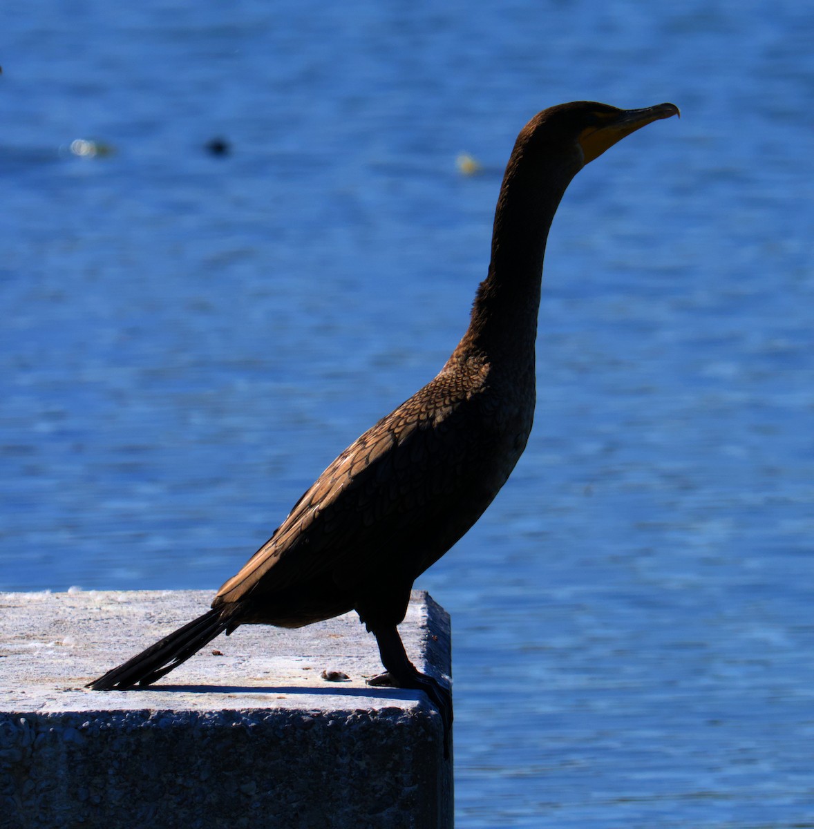 Cormoran à aigrettes - ML645477898