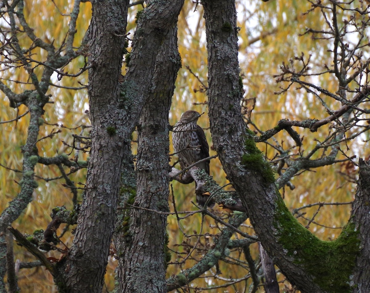 Cooper's Hawk - ML645477903