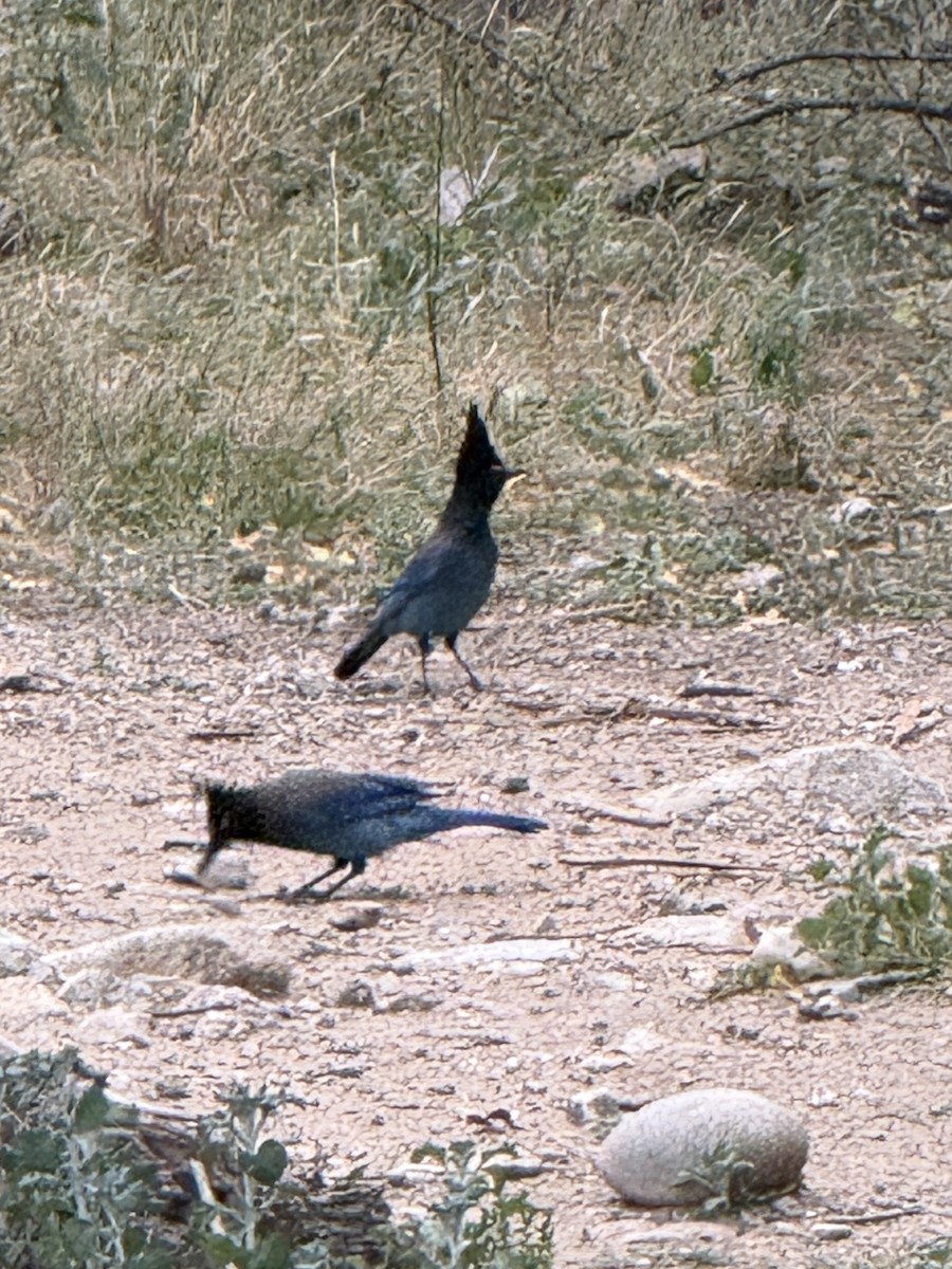 Chara de Steller - ML645477904