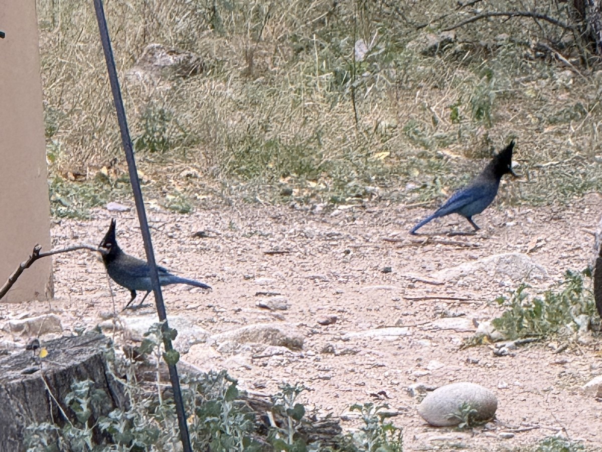 Chara de Steller - ML645477906