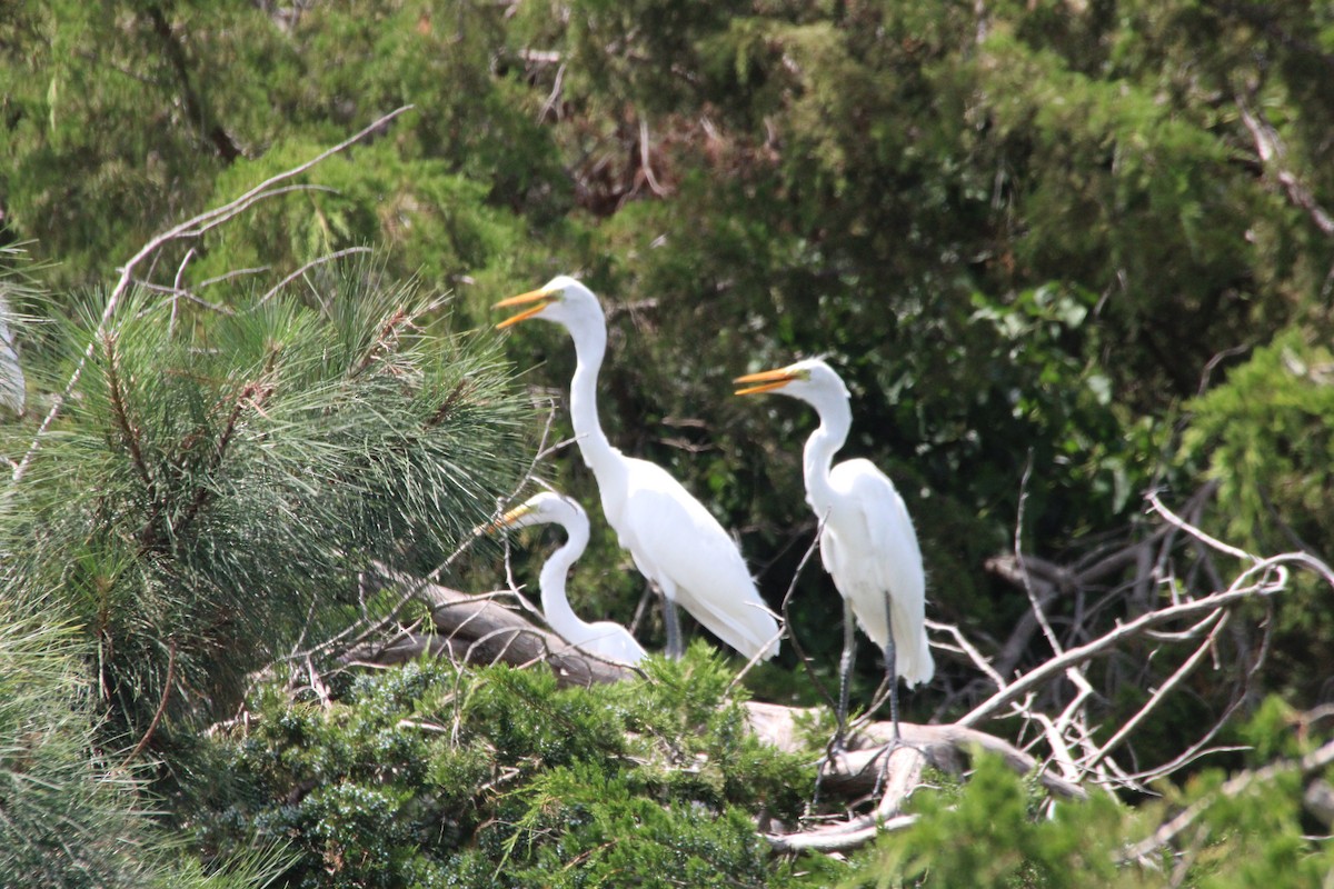 Silberreiher - ML645477907