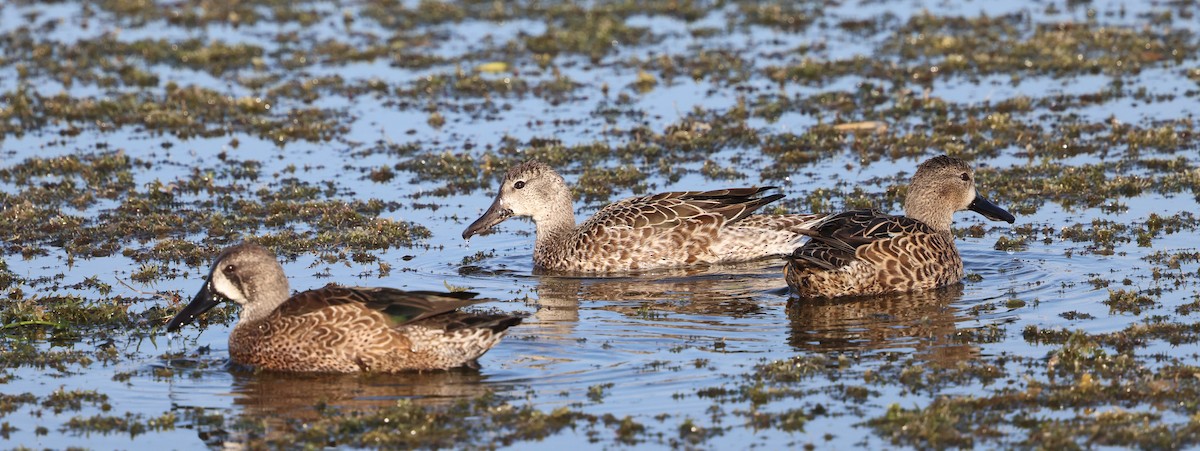 Zertzeta hegalurdina - ML645477909