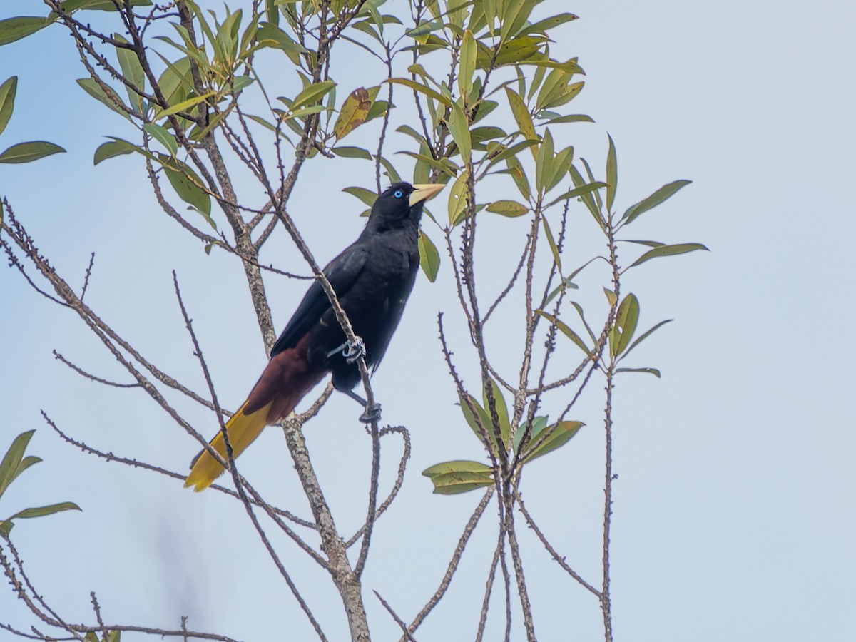 Crested Oropendola - ML645477914