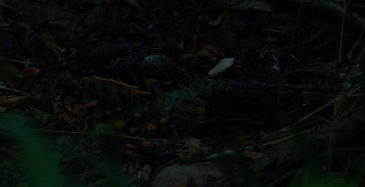 Пораке - ML645477916